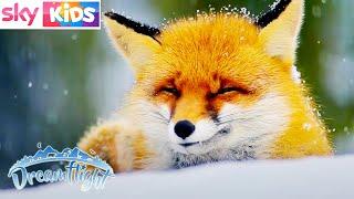 FOX and Cute Animal compilation - Dreamflight  @Sky Kids