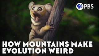 How Mountains Make Evolution Weird