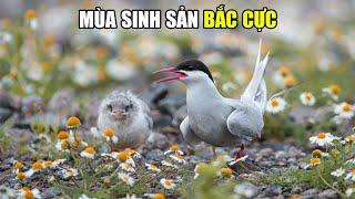 Bắc Cực - Mùa Của Sự Sống | Khám Phá Thế Giới Động Vật Hoang Dã