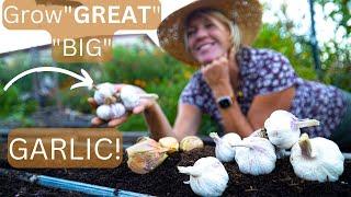 Planting Garlic in the Fall for BIGGEST Bulbs Step-by-Step Guide