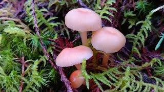 Waxcap mushroom