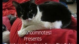 MsRandomnotes1 Presents "Christmas Greetings From The Cats"