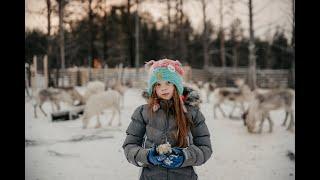 Surrounded by reindeer at Posio in Finland's Lapland /  Valkean Peuran Valtakunta reindeer farm