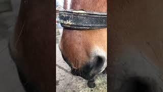 Treat the Horse Time 