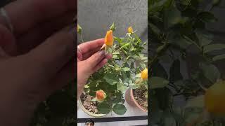 My garden #rosecare #gardening #plants #rosetips #avimedia