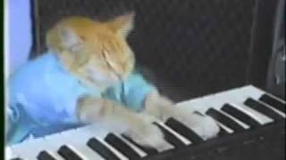 Keyboard Cat plays rock guitar (recorded with the RME Babyface)