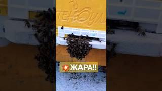 Жара на кубани, пчелы висят #пчелы #пчеловодство #пасека #мёд