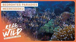 Eines der größten Naturwunder? - Das Korallendreieck | Doku | Real Wild Deutschland