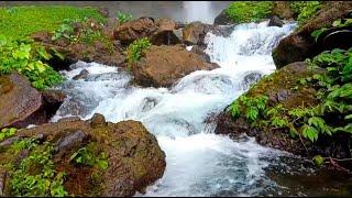 ASMR River Symphony: Water Sounds to Erase Stress and Insomnia | LuLu Sounds