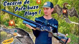 QUE BUEN RIFLE ‼️ caceria de pato buzo plaga con Fx king cal .25 y pruebas de precicion