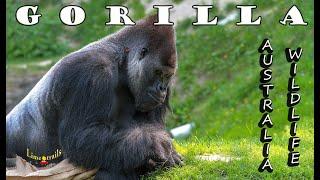 Funny Gorilla At Weribee Zoo in Australia | गोरिल्ला की मस्ती | LimeTrails