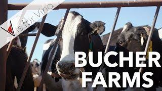 All About Russian River Valley - Dairy Cows and Pinot Noir at Bucher Farm and Winery Sonoma County