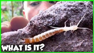 The WEIRDEST Creature You've NEVER Heard Of - The Forcepstail