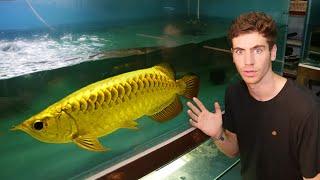 $24,000 GOLD AROWANA!! - Inside World's *LARGEST* Rare Arowana Fish Breeder...