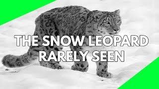 Wildlife Documentary: The rare and exotic Snow Leopards filmed in their environment the Himalayas