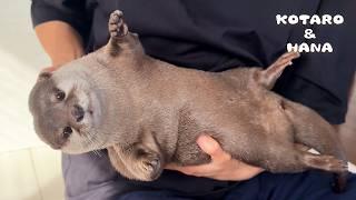 Otter Stealing Food Gets Caught in the Act