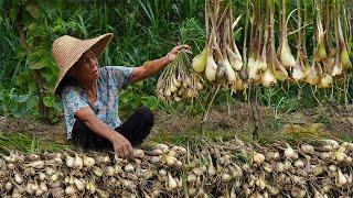 Grandma teaches you how to pickle traditional garlic sprouts｜food｜Guangxi Grandma