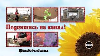СОЛНЕЧНЫЙ ЦВЕТОК. Жили-Были Инесса и Тимур, Оренбург. Подпишись на канал!