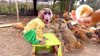 BiBi happily and his father brought more chicks to the farm