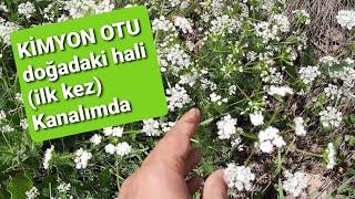 YABANİ KİMYON OTU / KİMYON NEDİR? / NE ZAMAN TOPLANIR?/ Doğada yenilebilir yabani otlar / YOZGAT