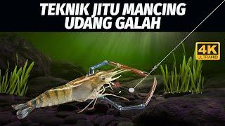 TEKNIK JITU MANCING UDANG GALAH TERBAIK BOSKU! 4K