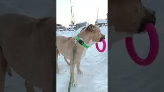 какой же он забавный   #doghandler_lu #dog #amstaff #doghandler  #собака #кинолог #дрессировка