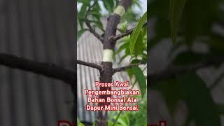 Proses Budidaya/pengembangbiakan Bahan Bonsai Anting Putri