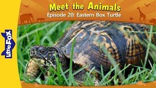 Meet the Animals 20 | Eastern Box Turtle | Little Fox | Animated Stories for Kids