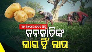 Vegetable Farming Changes Fate Of These Odisha Farmers | A Must Watch