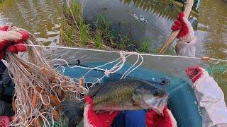 Поставили сети на ПЕЛЕНГАСА, ЛОВИМ НА ПАУК ПОДЪЕМНИК. #fishing #рыбалка #낚시 #рыбалканафидер