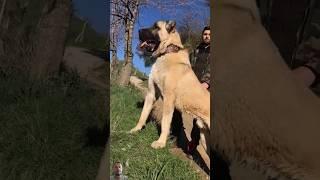 Kangal şow #keşfet #dog #wolf #trkangal #kangal#dog #shorts #viralvideos