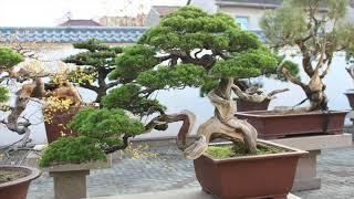 Chinese Penjing