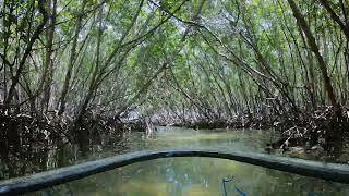 Clear Kayaking through Shell Key Preserve