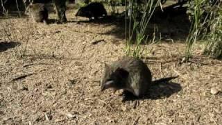 Southern Brown Bandicoot - Endangered species