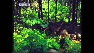 Eagle Come Home 1976 ITV Survival Documentary