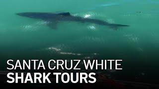 Climate Change Phenomenon Inspires Santa Cruz White Shark Tours