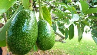 How to Grow Avocados in Containers - Complete Growing Guide