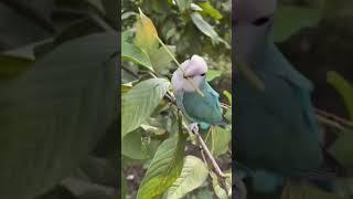 Smart and Funny Bird Videos 2021 - CAN'T STOP LAUGHING| Pets Town