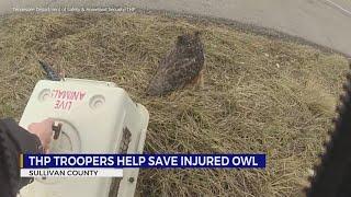 THP troopers help save injured owl in Sullivan County