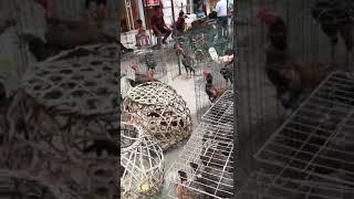 птичий рынок Вьетнаме бойцовые петухи