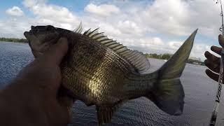 30 Minute Bream Flick: Tips for Land based Bream on Lures