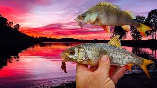 Roach Fishing: How To Catch Roach (And Perch)