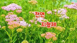 [꽃사랑99] 야로우(서양톱풀). 꽃을 못 기르는 사람에게 자신감을 팍팍 불어 넣어주는 허브 | Yarrow