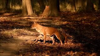 Indian Wild Dogs (Dhole) from Kanha National Park, Feb-2018