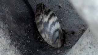 Lake Bemidji To See Gradual Changes Following Zebra Mussel Infestation