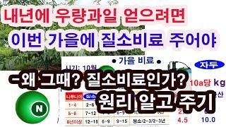 과일나무 비료 주기. 내년에 우량과일을 얻으려면 이번 가을에 질소비료 주어야 합니다-왜 그때, 질소비료인가. 그 이치와 원리 알고 비료 주는시기, 비료주는 양, 비료 주는방법