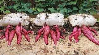 The experiment of growing sweet potatoes on the terrace was surprising