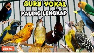 GURU VOKAL  PALING LENGKAP || untuk murai batu trotolan , durasi panjang ( berjedah )