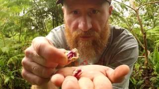 Jungle Survival Food: Jungle Peanut