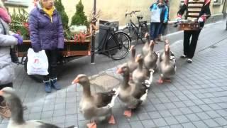 Ganzenpas in Valkenburg aan de Geul - Goose step in Valkenburg aan de Geul